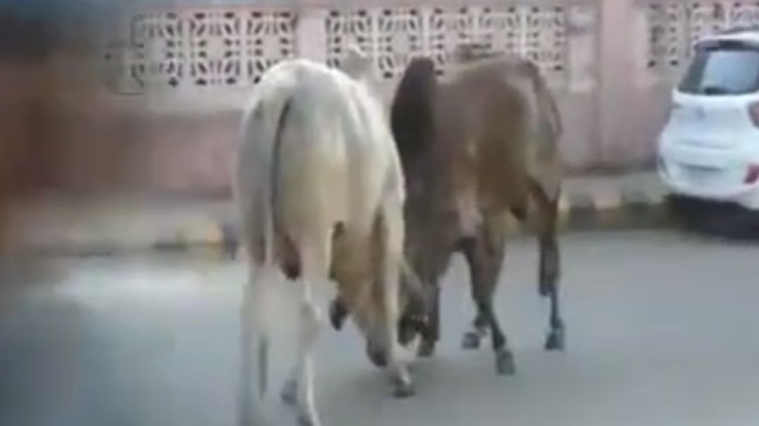 Bull Kills Biker In India